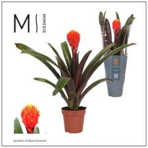 Guzmania Tala Guzmania Rockyflower Tala - 12cm | Mimesis
(10 Plants/Order)(12cmP 43cmH)