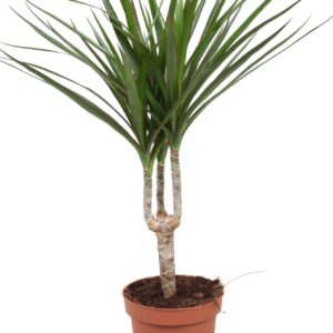 Dracaena marginata Dracaena Marginata one stam
(10 Plants/Order)(12cmP 40cmH)