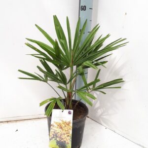 Trachycarpus fortunei Trachycarpus fortunei
(1 Plants/Order)(19cmP 45cmH)
