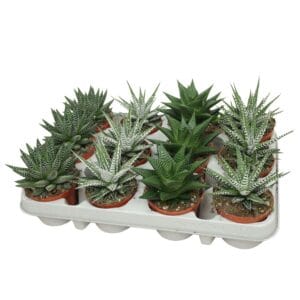 Haworthia Haworthia de luxe mix 8,5 cm
(12 Plants/Order)(8.5cmP 15cmH)