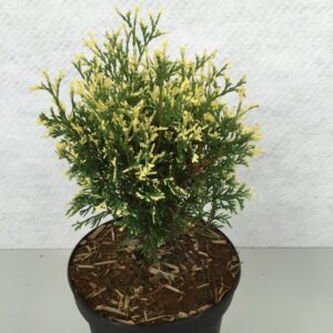 Thuja other dark yellow Thuja occ. 'Heartland Snow'
(1 Plants/Order)(19cmP 30cmH)