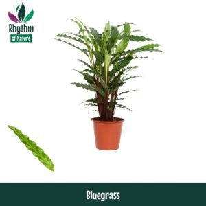 Calathea Blue Grass Calathea 17cm Bluegrass - Rhythm of Nature
(1 Plants/Order)(17cmP 65cmH)