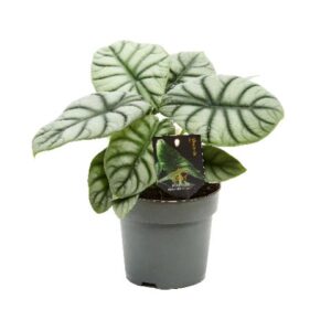 Alocasia Alocasia Silver Dragon 14cm
(8 Plants/Order)(14cmP 30cmH)