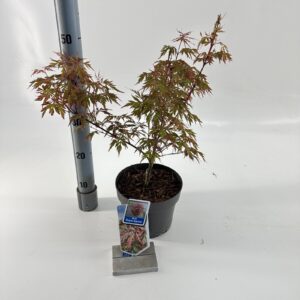 Acer palmatum Acer pal. Royal Garnet ('Opstal11PBR) 
(1 Plants/Order)(19cmP 60cmH)
