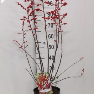 Ilex verticillata Ilex verticillata P23
(1 Plants/Order)(23cmP 100cmH)