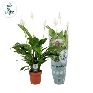 Spathiphyllum Sweet Chico Spathiphyllum Sweet Chico - 13cm | Air So Pure
(11 Plants/Order)(13cmP 55cmH)