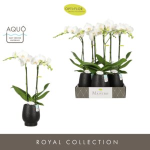 Phalaenopsis white more Ripsen Maistro Mozart 2 spike 50 cm in Abruzzo Black Aquo 
(3 Plants/Order)(12cmP 50cmH)