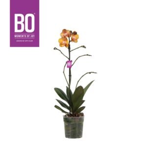 Phalaenopsis Las Vegas Colours P12 BO Las Vegas 1 spike
(10 Plants/Order)(12cmP 45cmH)