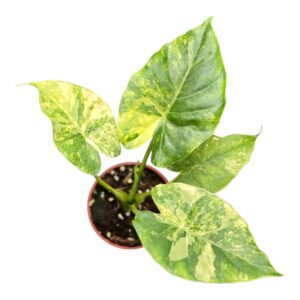 Alocasia Alocasia Odora variegata (yellow)
(5 Plants/Order)(9cmP 15cmH)