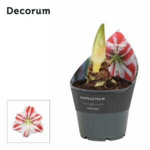 Hippeastrum Amaryllis Flaming Striped 2 bud
(7 Plants/Order)(14cmP 25cmH)