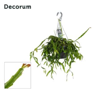 Rhipsalis Rhipsalis crispata HP 21 cm
(3 Plants/Order)(21cmP 35cmH)