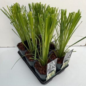 Cortaderia selloana Cortaderia mix in tray
(6 Plants/Order)(17cmP 50cmH)