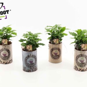 Arrangementen Coffea in koffievoorraadblik
(4 Plants/Order)(12cmP 35cmH)