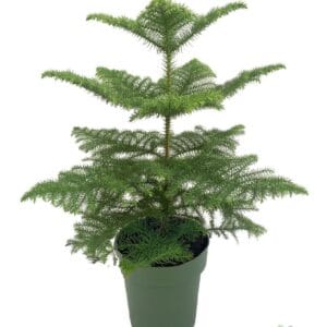 Araucaria heterophylla
(1 Plants/Order)(21cmP 65cmH)