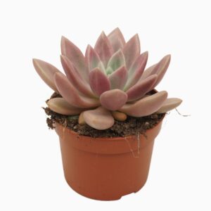 Succulenten mix Pachyveria rosy crow 10,5 cm
(10 Plants/Order)(10.5cmP 15cmH)