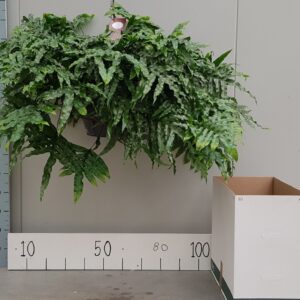 Microsorum diversifolium Microsorum diversifolium 35cm
(1 Plants/Order)(35cmP 100cmH)