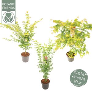 Acer palmatum Acer palm. 'Winter Jewels' mix
(1 Plants/Order)(29cmP 100cmH)