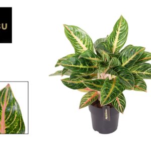Aglaonema other Aglaonema Red Okapi
(1 Plants/Order)(19cmP 55cmH)