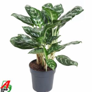 Aglaonema Amazon Silver Aglaonema Amazone Silver
(5 Plants/Order)(19cmP 50cmH)
