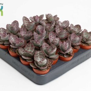 Succulenten mix Kalanchoë Zebra
(20 Plants/Order)(5.5cmP 10cmH)