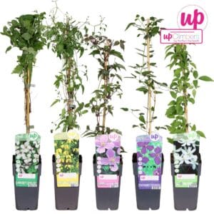 Clematis Clematis mix laag Small Headed P15
(10 Plants/Order)(15cmP 65cmH)