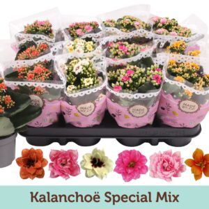 Kalanchoe Kalanchoë Special mix
(12 Plants/Order)(9cmP 19cmH)