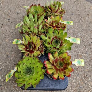 Sempervivum mix Sempervivum Toetie Froeties Mojito Schaaltje 13
(8 Plants/Order)(13cmP 15cmH)