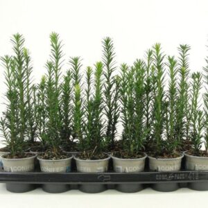 Taxus baccata other dark yellow Taxus baccata 'Black Tower'
(18 Plants/Order)(9cmP 15cmH)