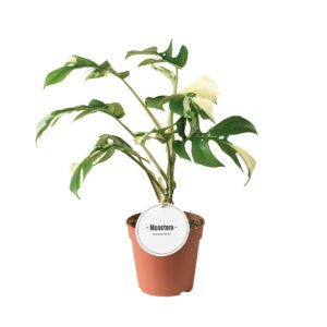 Monstera Monstera Minima Variegata
(8 Plants/Order)(12cmP 40cmH)