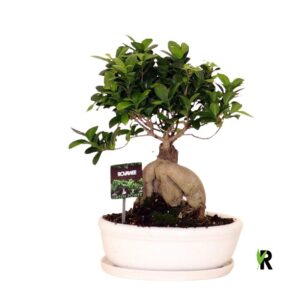 Ficus Ginseng Ficus micr. Ginseng in keram. ovaal schaal met schotel white
(1 Plants/Order)(30cmP 40cmH)
