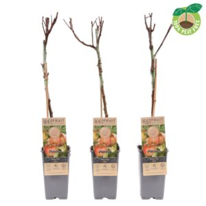 Malus Malus domestica 'Elstar', P15
(10 Plants/Order)(15cmP 50cmH)