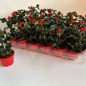 Ilex meserveae Blue Angel Ilex meserveae 'Blue Angel' 1 duo
(30 Plants/Order)(6cmP 10cmH)