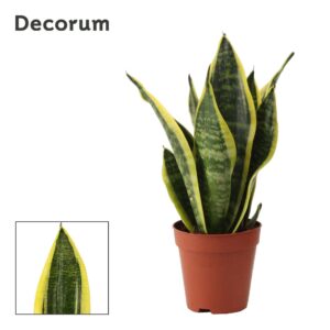 Sansevieria Futura Superba Sansevieria Superba 9 cm (Decorum)
(12 Plants/Order)(9cmP 25cmH)