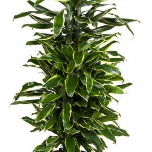 Dracaena Golden Coast Dracaena Gold Coast busch P27
(1 Plants/Order)(27cmP 110cmH)