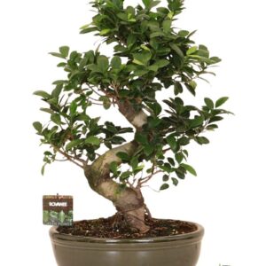 Ficus Ginseng Ficus micr. S-type in keram. ovale schaal met schotel green
(1 Plants/Order)(35cmP 70cmH)