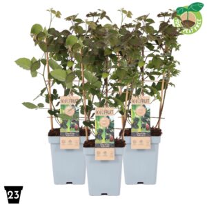 Rubus Thornless Rubus Duo braam aan rek, P23
(1 Plants/Order)(23cmP 60cmH)