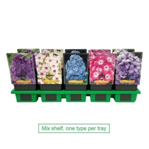 Phlox Paniculata Phlox paniculata mix laag P11
(10 Plants/Order)(11cmP 25cmH)