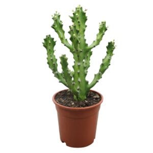 Euphorbia maurentania 17 cm
(4 Plants/Order)(17cmP 40cmH)