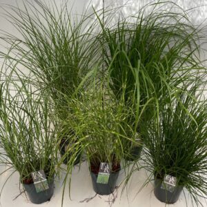 Siergrassen mix excl.
(1 Plants/Order)(23cmP 40cmH)