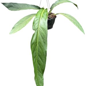 Anthurium Leaf Anthurium Big Bill
(1 Plants/Order)(20cmP 40cmH)