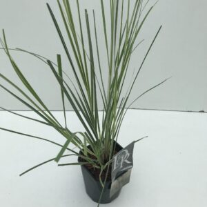 Cortaderia selloana Cortaderia sell. 'Mini Silverpampas'
(6 Plants/Order)(17cmP 50cmH)