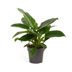 Philodendron Imperial Green Philodendron Imperial Green 14cm
(8 Plants/Order)(14cmP 35cmH)