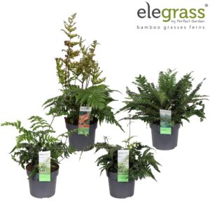 Varens mixed Varens mix laag los P19
(21 Plants/Order)(19cmP 50cmH)