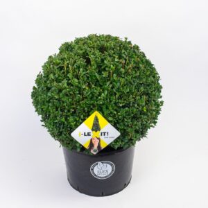Ilex crenata Dark Green Ilex crenata Dark Green, P38, ball Ø50cm
(1 Plants/Order)(35cmP 65cmH)
