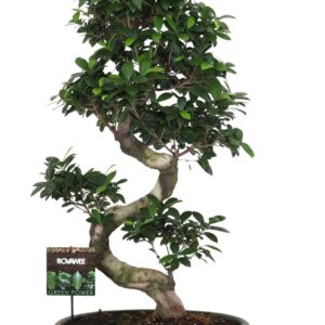Ficus Ginseng Ficus micr. S-type in keram.ovaal schaal met schotel green
(1 Plants/Order)(50cmP 110cmH)