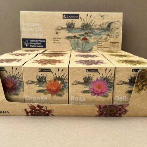 other waterplanten Nymphea dry mix 3 x 4 Colours 
(12 Plants/Order)(8cmP 10cmH)