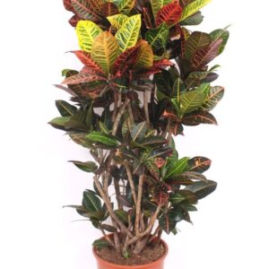 Codiaeum Petra Codiaeum Petra (Croton Petra)
(1 Plants/Order)(30cmP 140cmH)