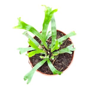 Asplenium nidus Asplenium Nidus
(20 Plants/Order)(7cmP 10cmH)