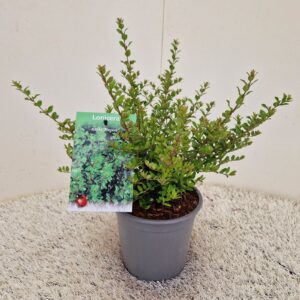 Lonicera Elegant Lonicera nit. 'Elegant'
(1 Plants/Order)(15cmP 25cmH)