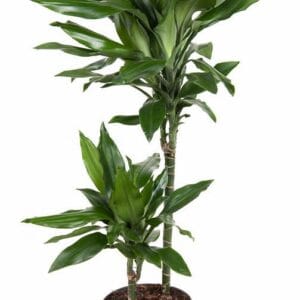 Dracaena Janet Lind Dracaena Janet Lind 45-15
(1 Plants/Order)(19cmP 90cmH)